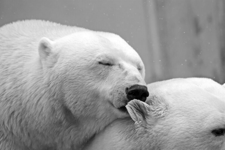 What can polar bears teach us about polar opposites?